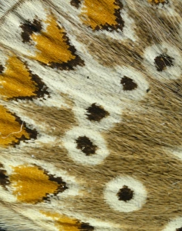 Micro Photography Gallery: Polyommatus icarus, common blue