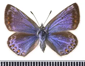 Polyommatus icarus, common blue