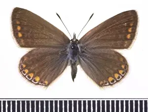 Lycaenid Prints: Polyommatus icarus, common blue