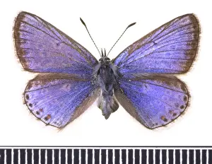 Polyommatus icarus, common blue