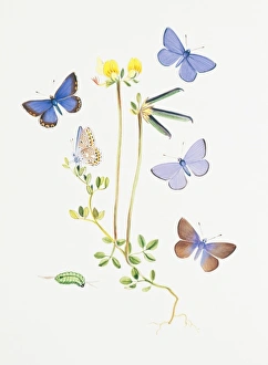 Larvae Collection: Polyommatus icarus, common blue butterfly