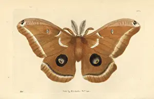 Thenaturalistsmiscellany Prints: Polyphemus moth, Antheraea polyphemus