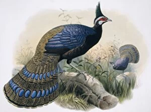 A Monograph Of The Phasianidae Gallery: Polyplectron napoleonis, Palawan peacock-pheasant