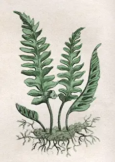 Vulgare Prints: Polypodium Vulgare