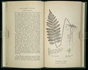 Polypodiophyta Prints: Polypodium vulgare, fern