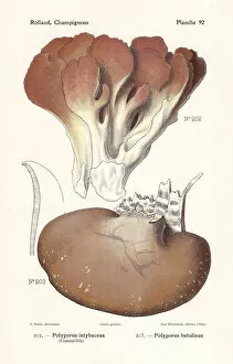 Polypore mushrooms