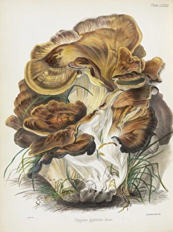 Agaricomycetes Gallery: Polyporus gigantius
