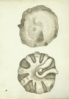 Contained Prints: Polypothecia agariciformis