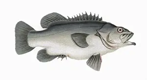 1862 Prints: Polyprion americanus, or Atlantic Wreckfish
