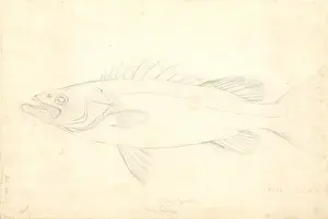 Perciform Prints: Polyprion oxygeneios, hapuka