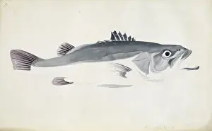 Perciform Prints: Polyprion oxygenios, hapuku