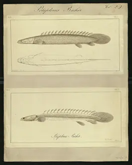 Polypterus bichir