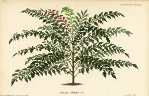 Aralia Gallery: Polyscias crenata