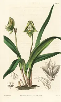 Large Flowered Prints: Polystachya galeata orchid