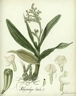 Polystachya luteola