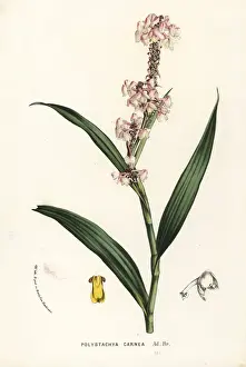 Polystachya rhodoptera orchid