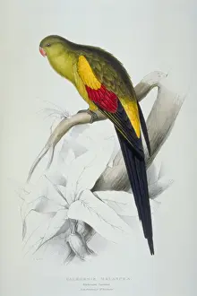 Lear Prints: Polytelis anthopeplus, Regent parrot