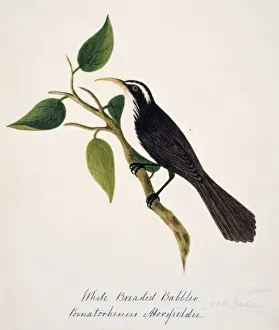 Brow Prints: Pomatorhinus horsfieldi, Indian scimitar babbler
