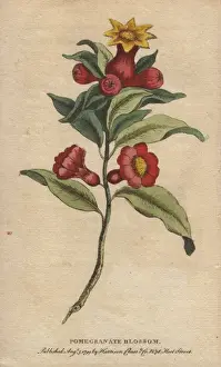 Punica Prints: Pomegranate blossom, Punica granatum