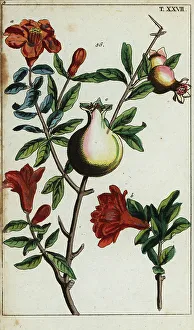Pomology Prints: Pomegranate flowers and fruit on a branch, Punica granatum