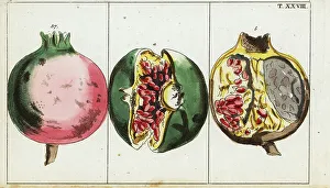 Seeds Prints: Pomegranate fruit, Punica granatum