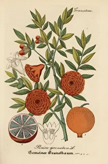 Punica Prints: Pomegranate, Punica granatum