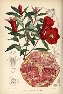 Pomegranate, Punica granatum