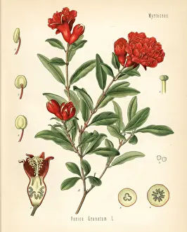 Pomegranate, Punica granatum