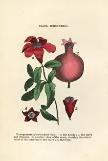 Pomegranate, Punica granatum