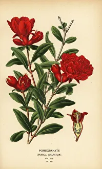 Pomegranate, Punica granatum