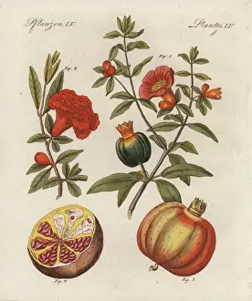 Bilderbuchfurkinder Prints: Pomegranate, Punica granatum, fruit