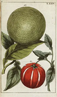 Pomelo or pummelo, Citrus maxima