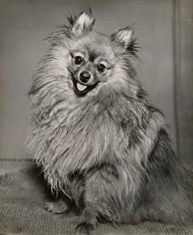 Pomeranian Prints: Pomeranian