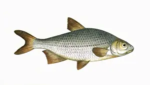 Pomeranian Bream (Silver Bream)