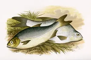 Bream Prints: Pomeranian Bream and White Bream