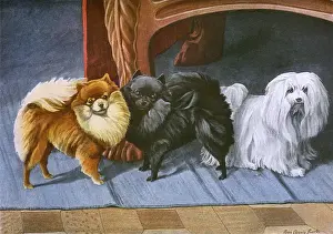 Pomeranians, Maltese Terrier