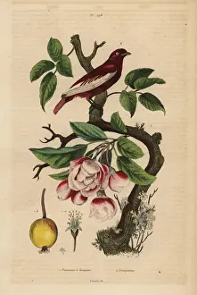 Pompadour cotinga, Xipholena punicea, on an