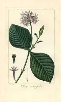 Pancracebessa Prints: Pompom tree, Dais cotinifolia