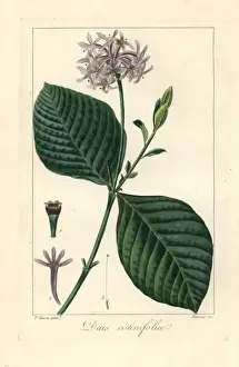 Pompom tree, Dais cotinifolia, native to South Africa