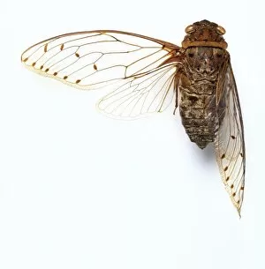 Pomponia merula, cicada