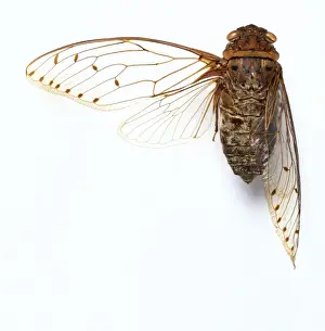 Hemiptera Prints: Pomponia merula, cicada