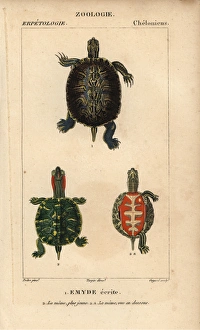 Pond slider turtle, Trachemys scripta Pond slider turtle, Trachemys scripta