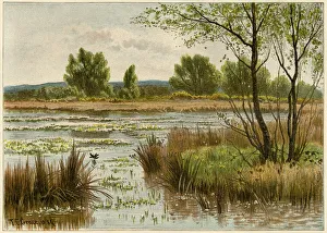 Ponds Collection: Pond in spring