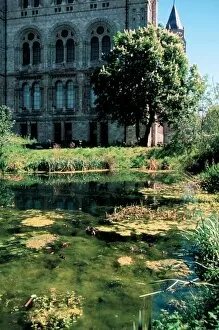 Algal Gallery: The pond in the Wildlife Garden