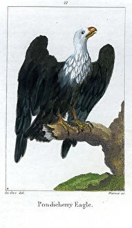 Fauna Collection: Pondicherry Eagle