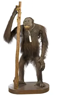 Pongo pygmaeus, bornean orangutan