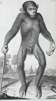 Pongo pygmaeus, orang-outang