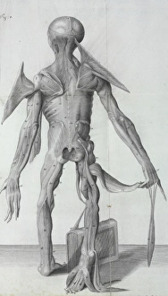 Pongo pygmaeus, orang-outang Pongo pygmaeus, orang-outang