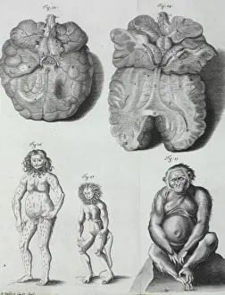 Pongo pygmaeus, orang-outang