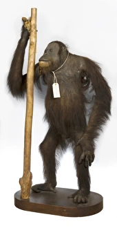 Haplorhini Gallery: Pongo pygmaeus, Orang utan
